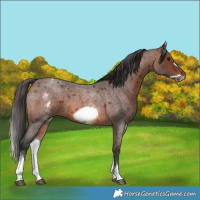 Horse Color:White Spotted Brown Roan Frame 