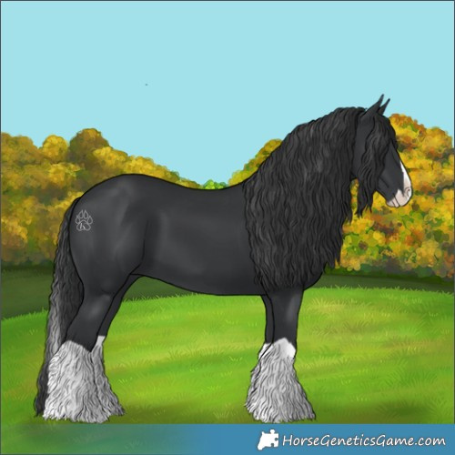 Horse Color:Black Splash