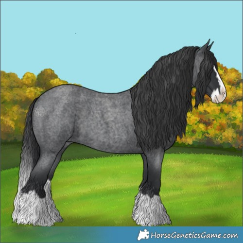Horse Color:Blue Roan Splash 