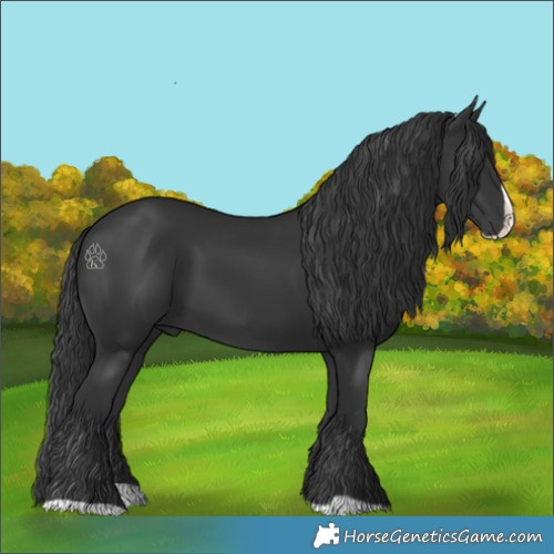 Horse Color:Black Splash 