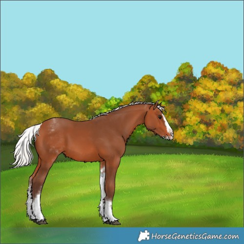 Horse Color:White Spotted Silver Bay Splash 