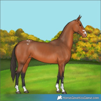 Horse Color:Bay Appaloosa 