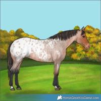 Horse Color:Bay Roan Appaloosa 