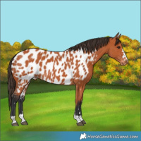 Horse Color:Bay Appaloosa 