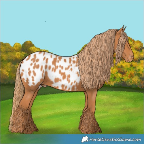 Horse Color:Chestnut Appaloosa