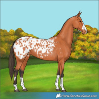 Horse Color:Bay Appaloosa 