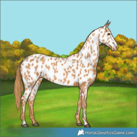 Horse Color:Chestnut Near Leopard 