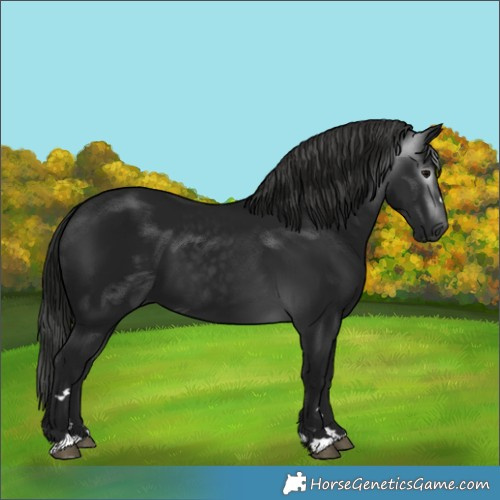 Horse Color:Gray Black 
