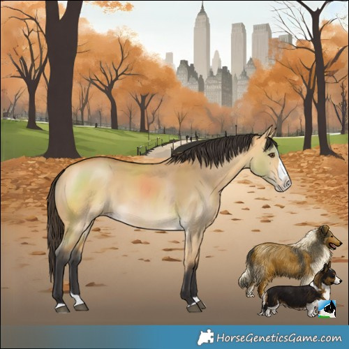 Horse Color:Buckskin Dun Splash 