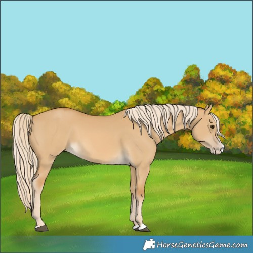 Horse Color:Palomino Dun Splash