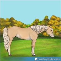 Horse Color:Palomino Dun Splash 