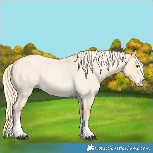 Horse Color:Palomino Roan Dun Splash