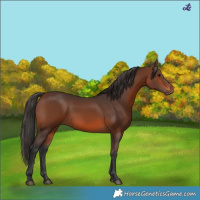 Horse Color:Brown 