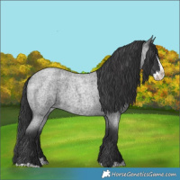 Horse Color:Blue Roan Splash 