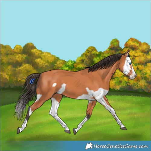 Horse Color:Bay Splash Frame  and Bay Splash Frame 