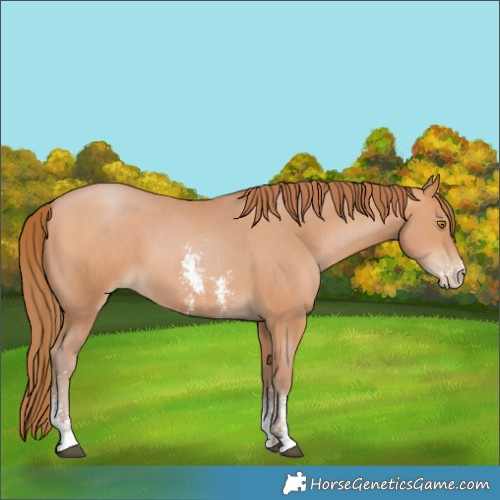 Horse Color:Bay Pearl Sabino 