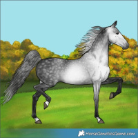 Horse Color:Gray Black
