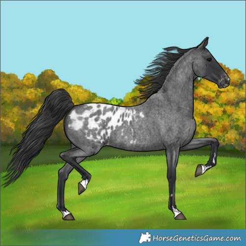 Horse Color:Blue Roan Appaloosa