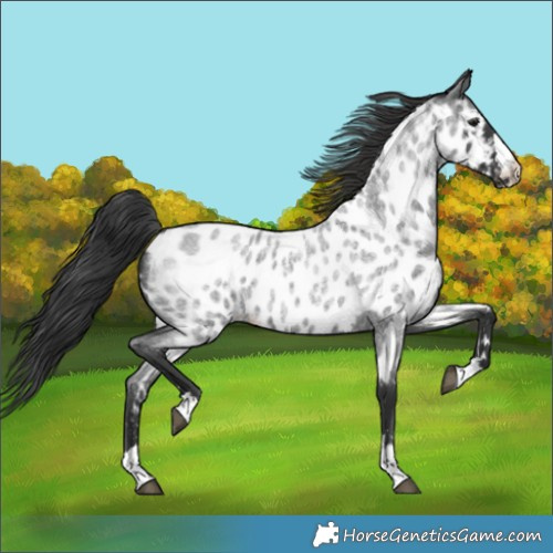 Horse Color:Blue Roan Appaloosa