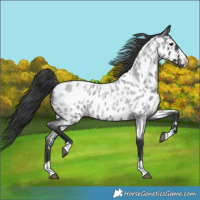 Horse Color:Blue Roan Appaloosa 