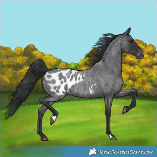 Horse Color:Blue Roan Appaloosa 