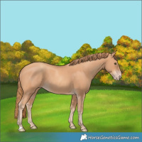 Horse Color:Gold Champagne 