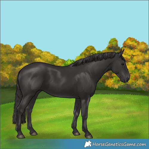 Horse Color:Smoky Black 