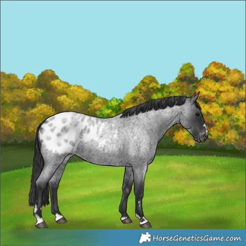 Horse Color:Blue Roan Appaloosa
