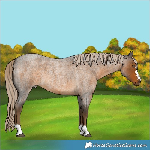 Horse Color:Chocolate Palomino Roan 