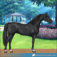 Horse Color:Black 