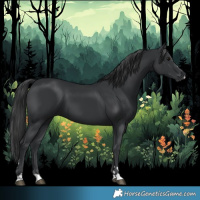 Horse Color:Black 