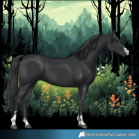 Horse Color:Black 