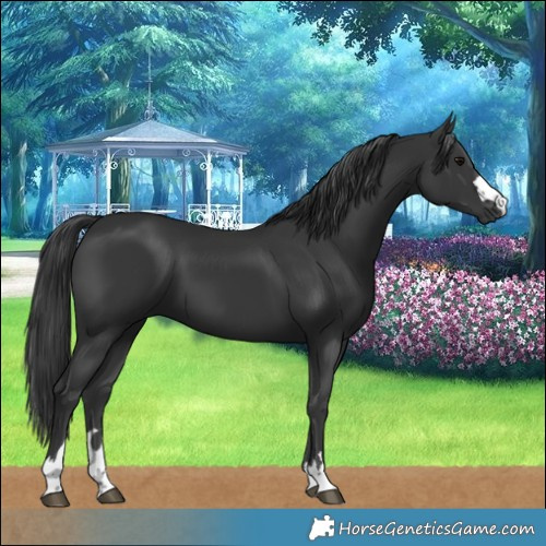 Horse Color:Black 