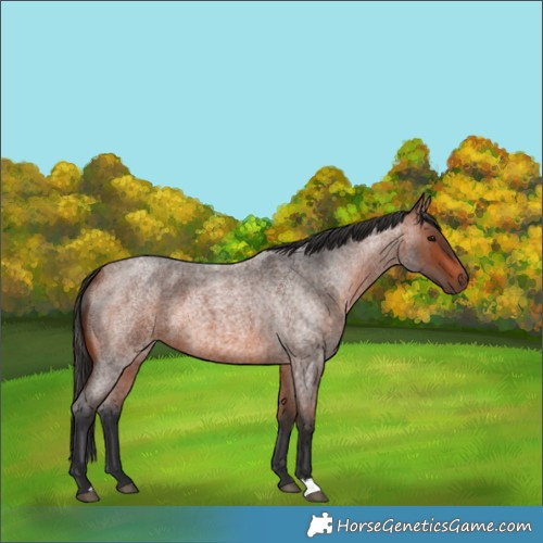 Horse Color:Bay Roan 