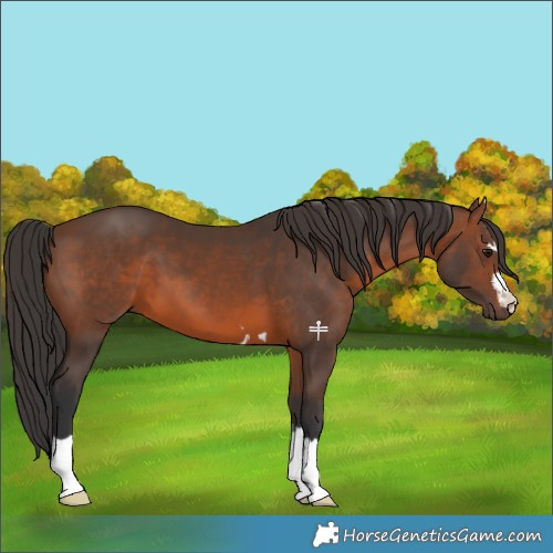 Horse Color:Brown 