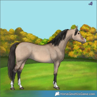 Horse Color:Bay Dun 