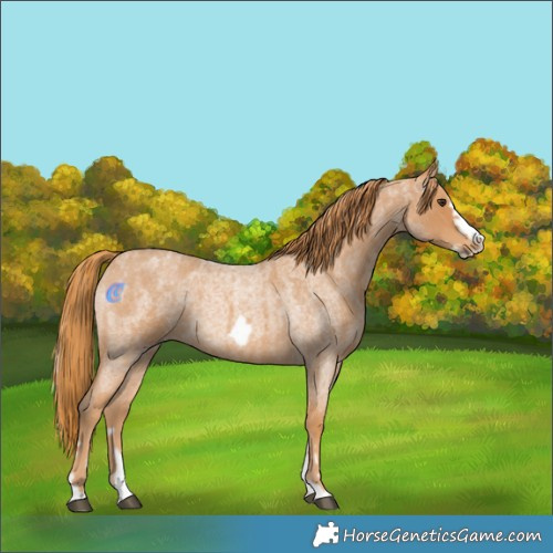 Horse Color:Red Roan Splash Frame  and Red Roan Splash Frame 