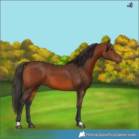 Horse Color:Bay 