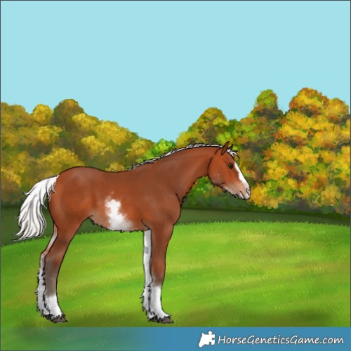Horse Color:White Spotted Silver Bay Splash 