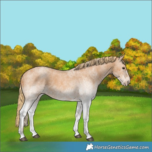 Horse Color:White Spotted Red Roan 