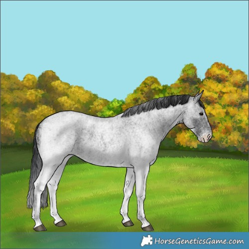Horse Color:White Spotted Blue Roan 
