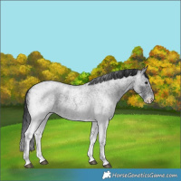 Horse Color:White Spotted Blue Roan 