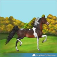 Horse Color:Brown Tobiano 