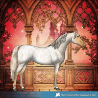 Horse Color:Palomino Roan Dun Appaloosa