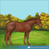 Horse Color:Chestnut 