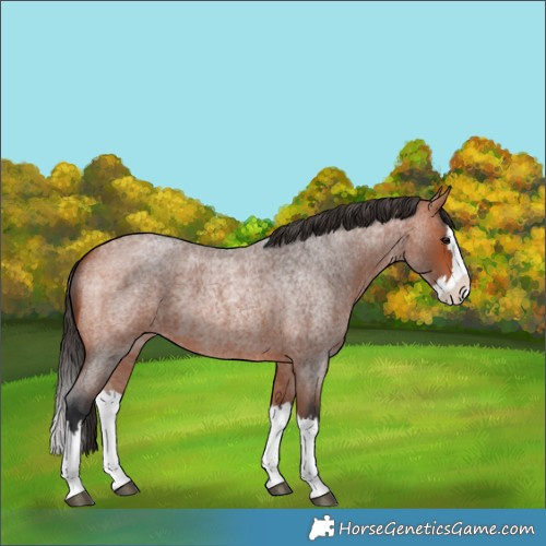 Horse Color:Bay Roan Splash