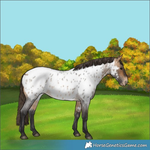 Horse Color:Buckskin Roan Near Leopard 