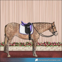 Horse Color:Gold Champagne  and Sable Champagne 