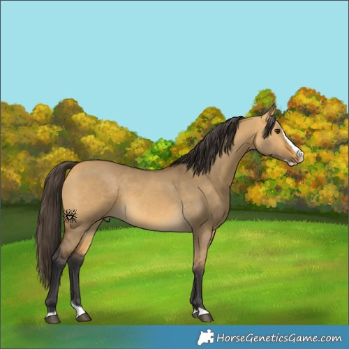 Horse Color:Buckskin Dun Splash 