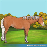 Horse Color:Silver Bay Splash Frame and Silver Bay Splash Frame